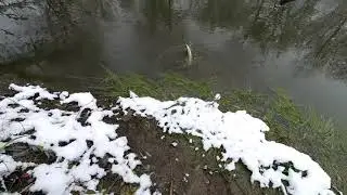 щука зимой на воблер клюёт
