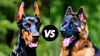 German Shepherd vs Doberman Pinscher: Which Breed is Right for You?