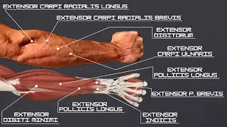 How to Build EVERY FOREARM EXTENSOR in ONE EXERCISE | Workout & Anatomy (Forearm Series Part 2 of 3)