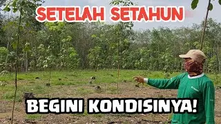 Cek-Cek Tanaman Karet Kita Setelah Setahun