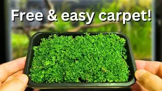 Free carpeting plants? How to propagate your aquarium carpet step by step!