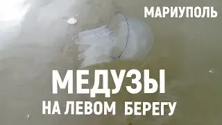 МАРИУПОЛЬ МЕДУЗЫ ПОЯВИЛИСЬ НА ЛЕВОМ БЕРЕГУ 8.07.2024