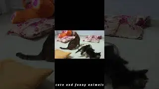 Funny Cats And Dogs 2024 😍😂