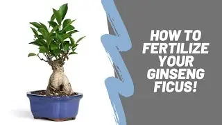 How To Properly Fertilize Your Bonsai