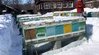 Почистили снег на пасеке