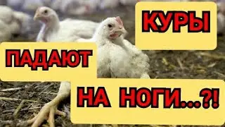 ✔Это Поможет Вашей Птице❗Птица Падает на Ноги❗/Чем Лечу и Что Помогает?//Бройлеры Сели на Ноги.