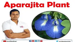 Aparajita plants - How to grow them and their benefits - Clitoria Ternatea