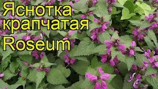 Яснотка крапчатая Розеум. Краткий обзор, описание характеристик lamium maculatum Roseum