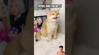 Cewe habis putus #cat #funny #kitten #pets #catlover #cats #comedy #relationship #catvideos