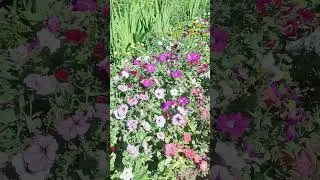 Сказочный сад.Цветы