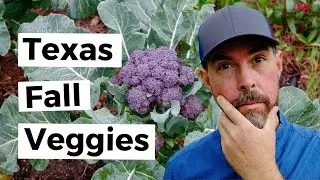 FALL VEGETABLES TO GROW IN CENTRAL TEXAS