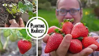 How to Grow Strawberries from Planting to Harvest 🍓🍓🍓🍓🍓