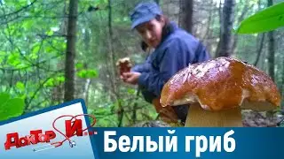 Вкусное блюдо с белыми грибами. “Доктор И“