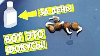 Самые туговсхожие и даже просроченные семена быстро взойдут! Замачивание семян в водке!