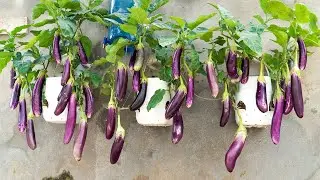 Growing eggplant in a small plastic container, surprised because there are many eggplants