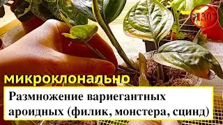 [130] Размножение вариегантных ароидных (филик, сцинд, монстера) микроклонально