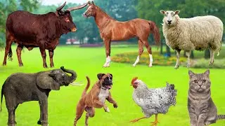 Explore Animal Sounds: Dog, Elephant, Cow, Cat, Chicken, Lion, Penguin - Animal Moments