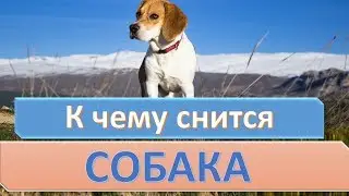 К чему снится СОБАКА (ЩЕНОК) | СОННИК