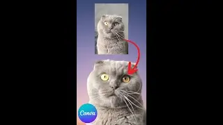 How to Remove the Background of a Video on Canva Mobile #shorts