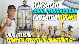 CARA PROSES PENGGACORAN LOVEBIRD BETINA || TERNYATA SEPERTI INI RAWATANNYA || JOKI GELISAH - ARKHASF