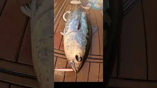 Big Tuna vs. Little Tuna #shorts #fishing