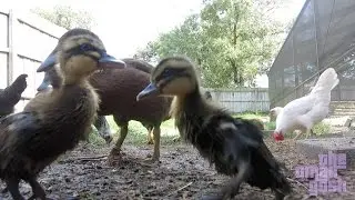 BACKYARD DUCKS AND CHICKENS