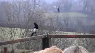 Air Rifle Hunting, Farmyard Vermin Control 2, Dec 2010