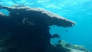 In Nilaweli Pigon island under water