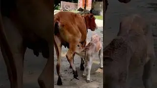 Cow sound | COW ❤️ (2)