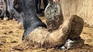 Trimming donkey hooves: Extra long donkey hooves are smelly and long! Satisfactory pedicure