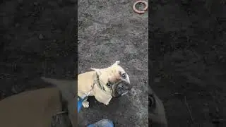 Эйс, рядом при провокации