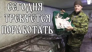 ЕСТЬ ЖЕЛАЮЩИЕ? РАБОТА В КРОЛЬЧАТНИКЕ И ВИНОГРАДНИКЕ