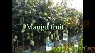 how to cultivate mango fruit