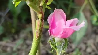 Grafting Rose // прививка розы