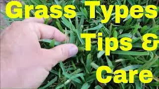 Bermuda, Centipede, Zoysia and St Augustine Grass Identification and Care