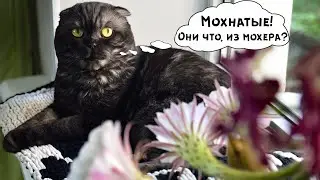 Распустилось Чудо-Юдо  | Такого еще не было, кот в шоке😻💮