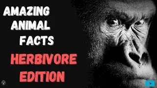 Amazing Animal Facts - Herbivore Edition