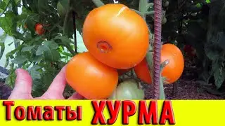 Томаты сорт Хурма удивительный, урожайный и вкусный!