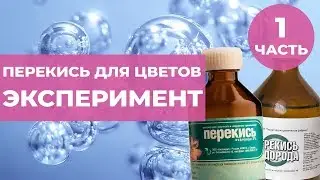 Перекись водорода для цветов. Эксперимент часть 1