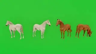 3d animation brown and white horse on green screen