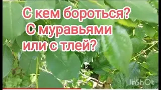 БОРЬБА с МУРАВЬЯМИ- во благо или вред?