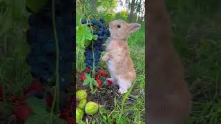 Little rabbit eating juicy grapes Cute pet debut plan Rabbit Rural cute pet