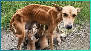 Animals That Asked People for Help & Kindness Ep 9