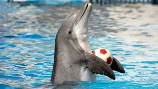 Dolphin Show in Dubai FULL VIDEO | Sea World's Dolphin Show Live