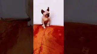 Как играют лысые кошки Сфинкс