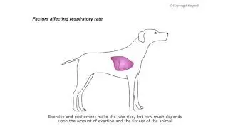 respiration breathing rate22