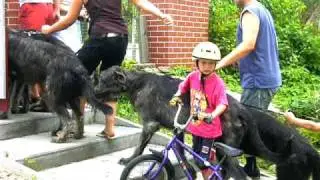 Irish Wolfhound-Tropické odpoledne sourozenců Stadlewood v Paskově 8/2009