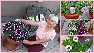 PETUNIA in my garden. Varieties, their features and differences.