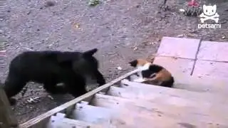 Кот и медведь. Кто кого ?