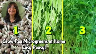 How to Grow Speckled Pea Microgreens at Home | EASY as 1 2 3